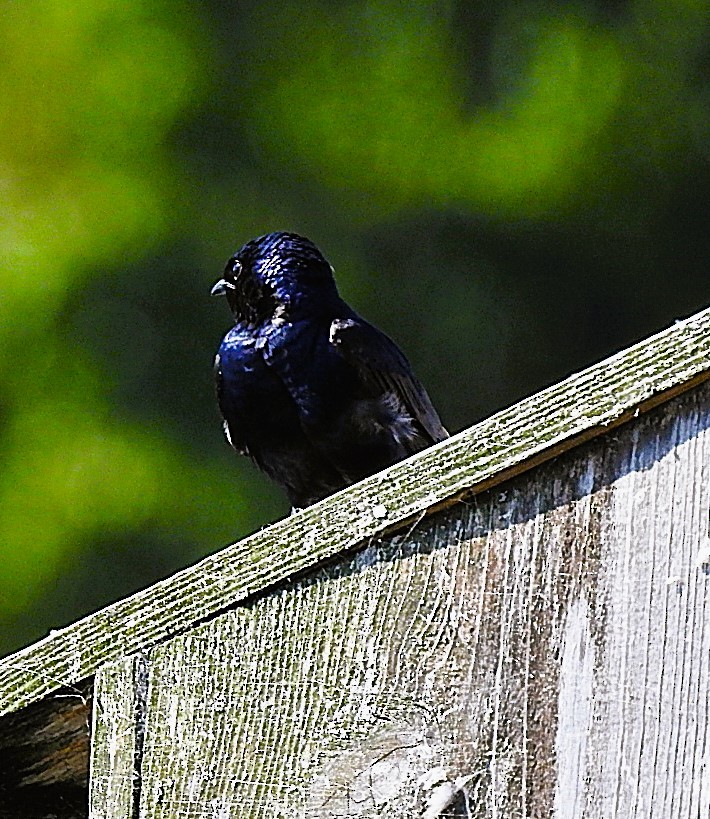 Purple Martin - ML621877131