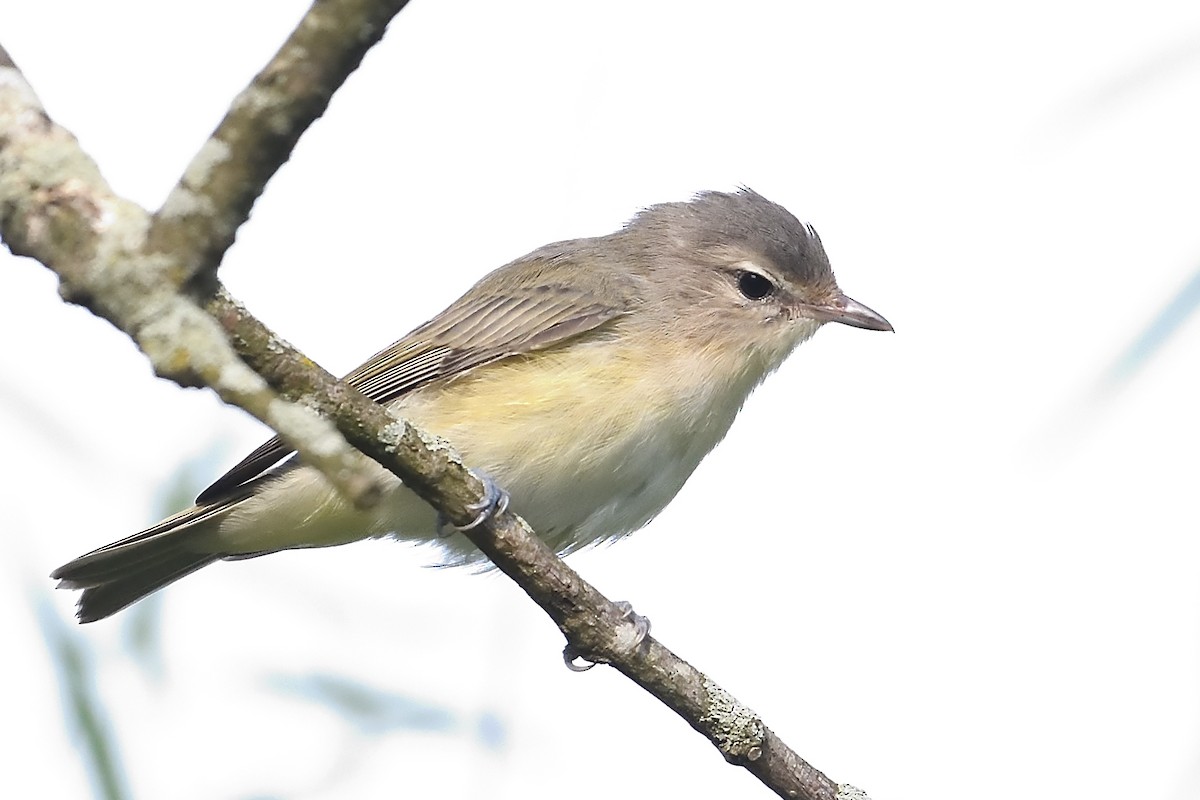 Warbling Vireo - ML621877145