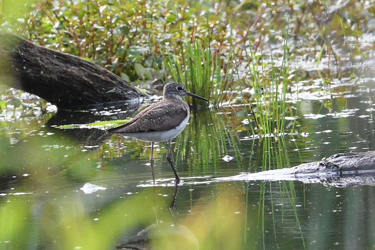 Solitary Sandpiper - ML621877166