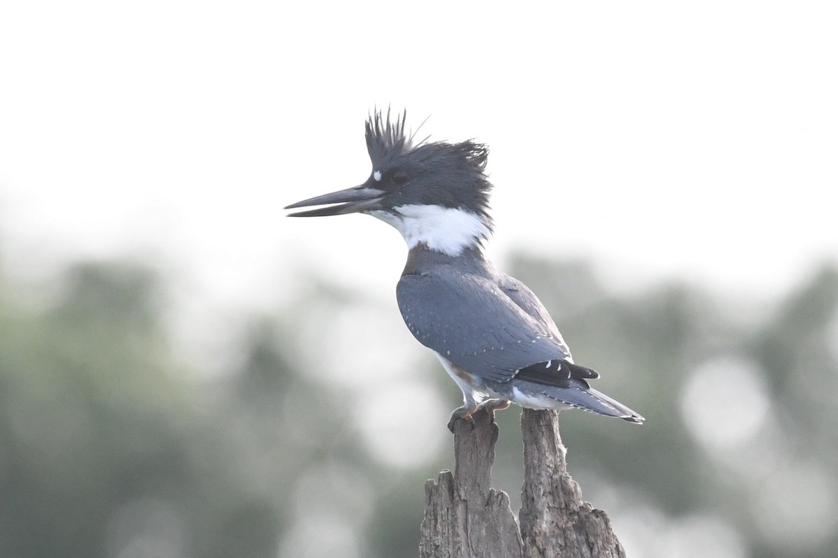 Belted Kingfisher - ML621877180