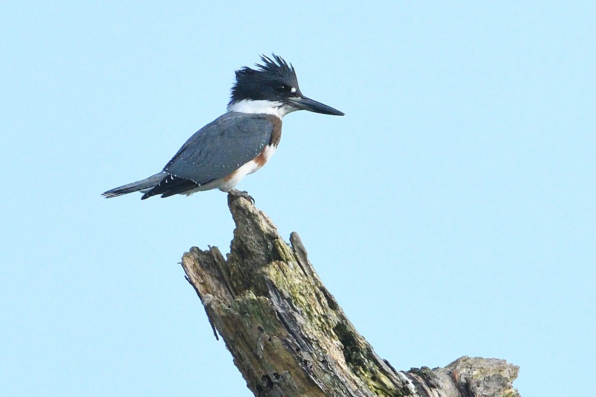 Belted Kingfisher - ML621877182