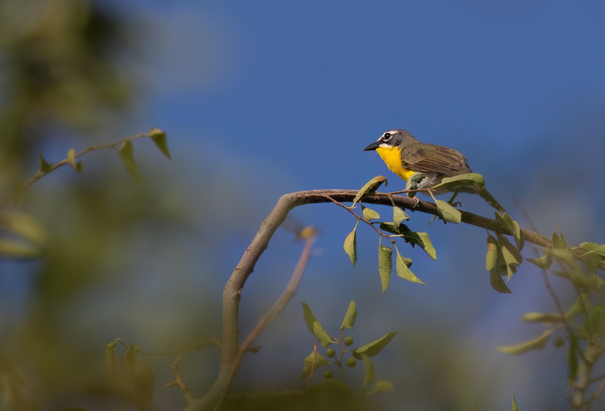 Yellow-breasted Chat - ML621877183