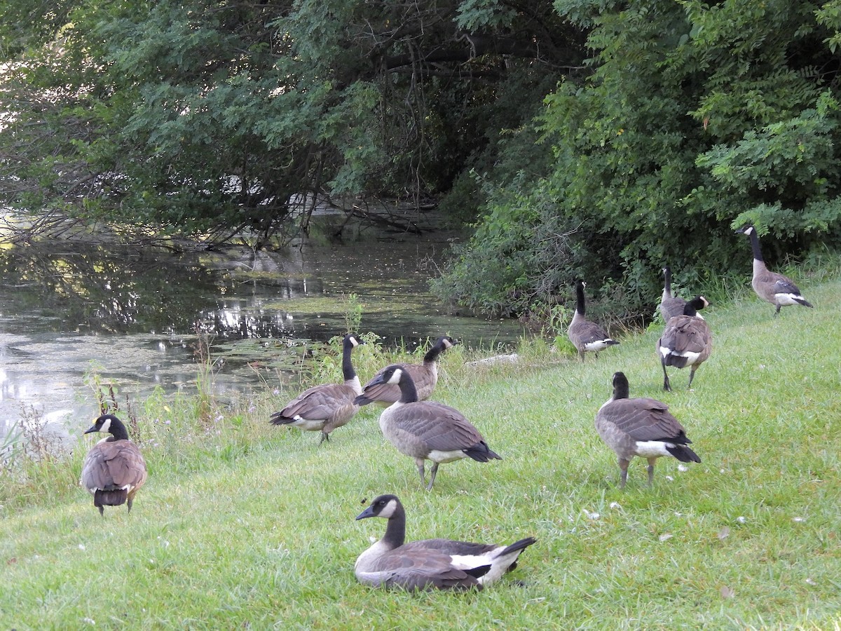 Canada Goose - ML621877184