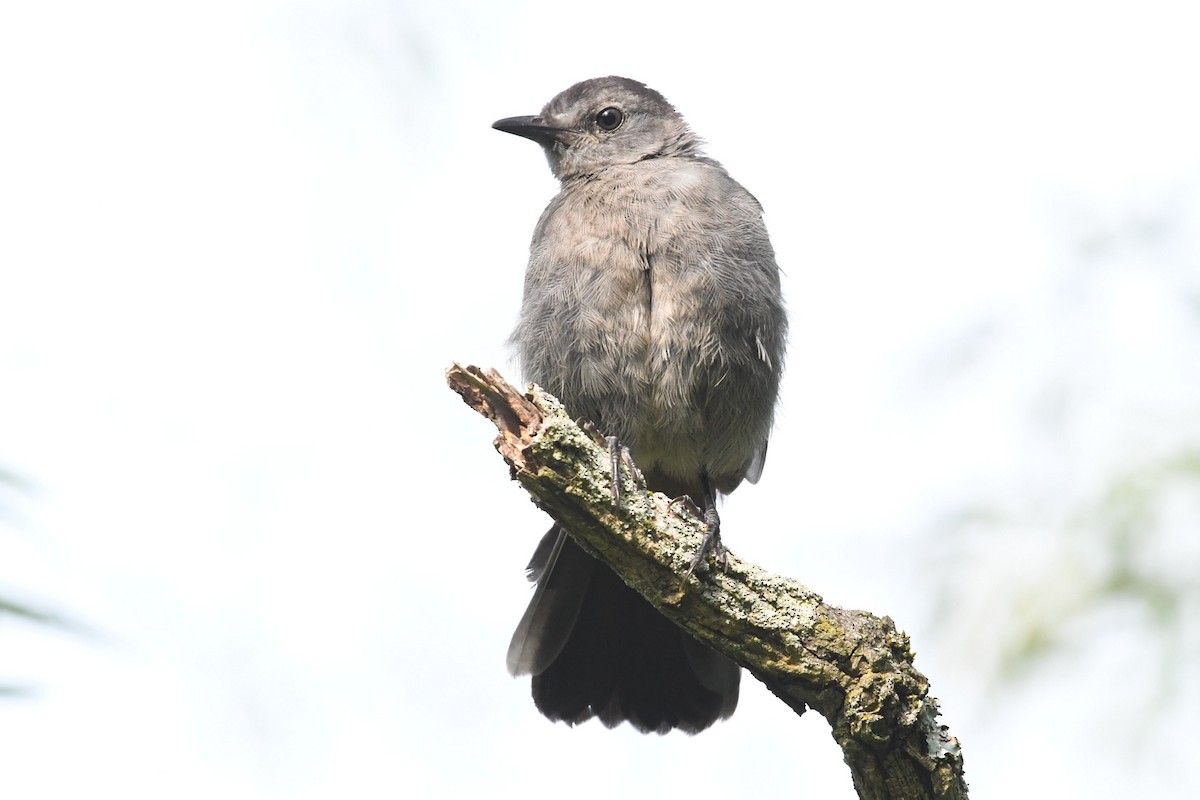 Gray Catbird - ML621877201