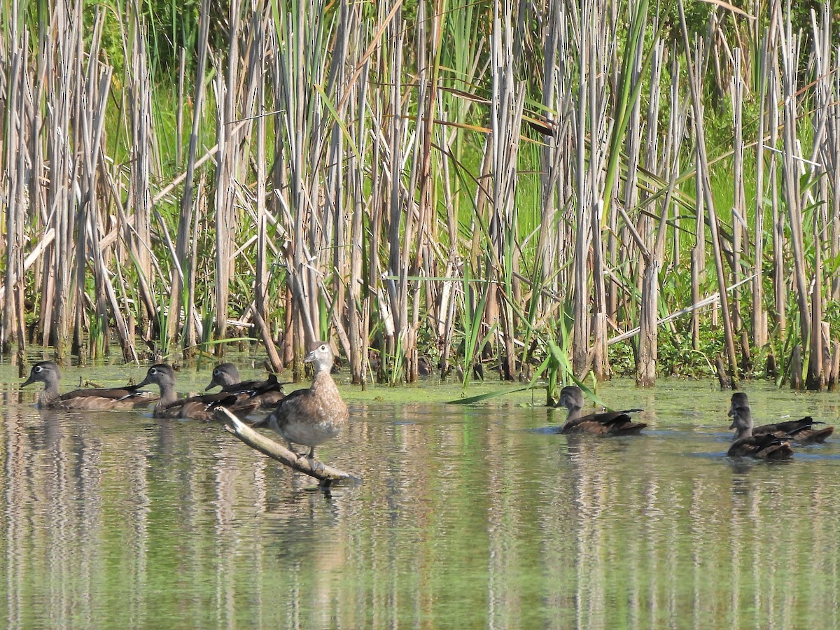 Canard branchu - ML621877204