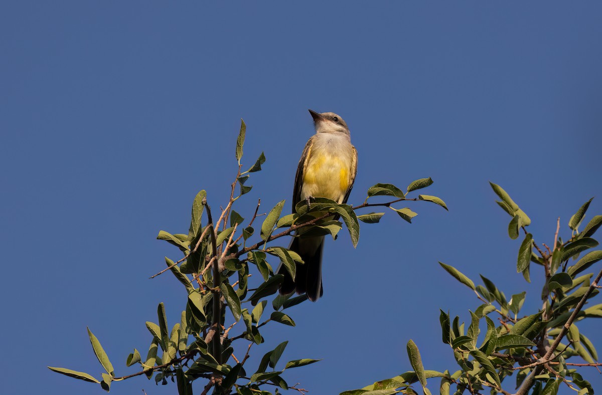 Western Kingbird - ML621877207