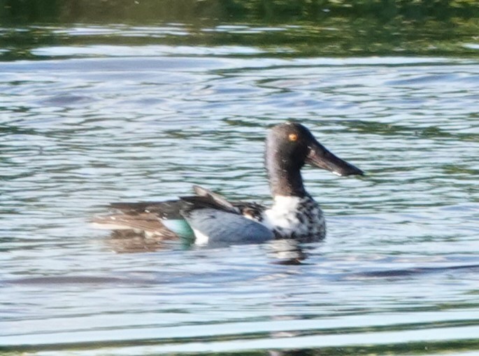 Northern Shoveler - ML621877223