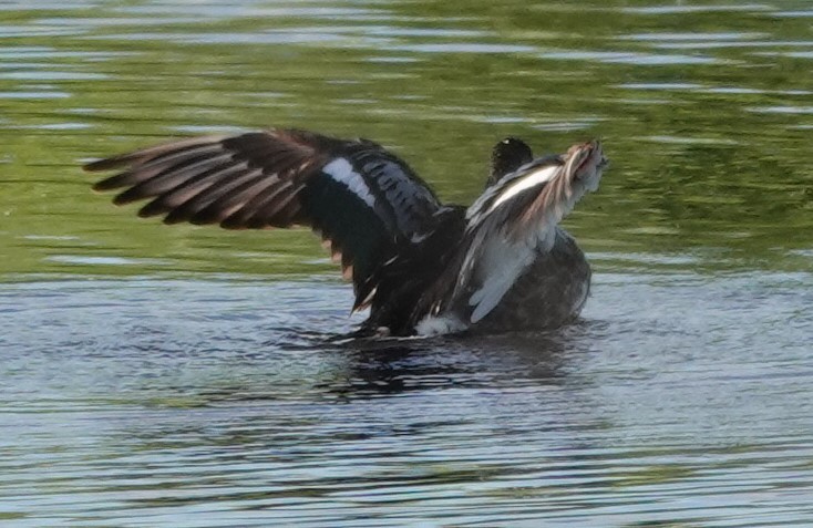 Northern Shoveler - ML621877224