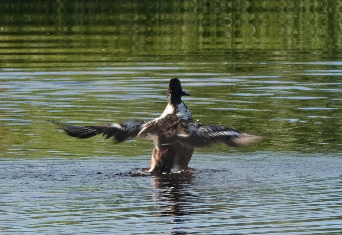 Northern Shoveler - ML621877225