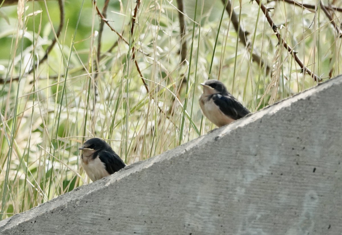 Barn Swallow - ML621877233