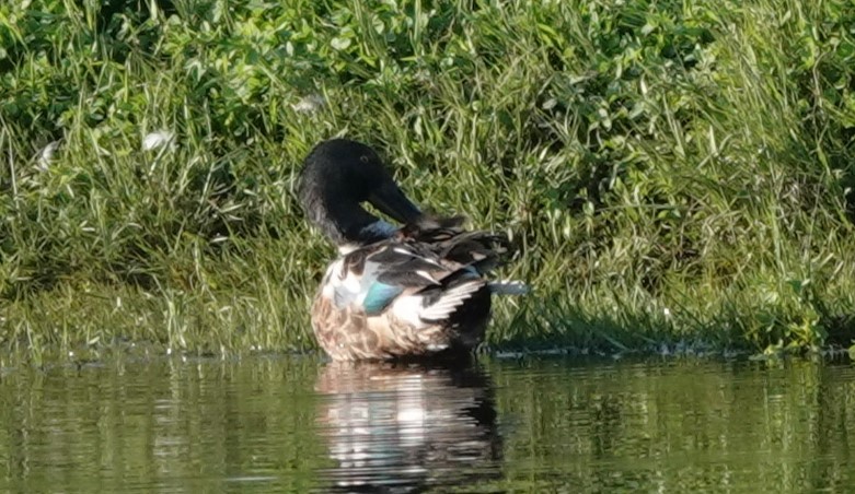 Northern Shoveler - ML621877237