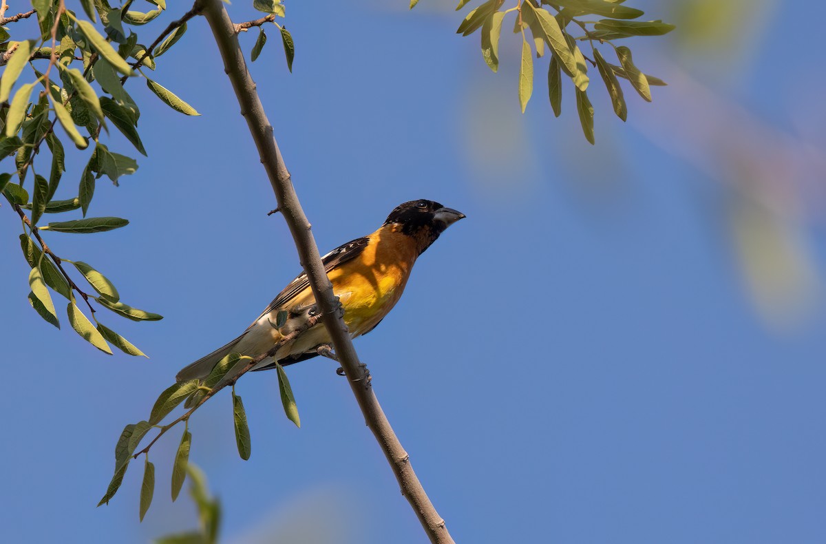 Black-headed Grosbeak - ML621877248