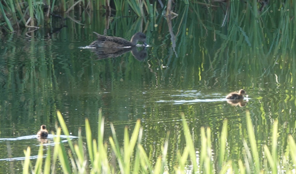 American Wigeon - ML621877250