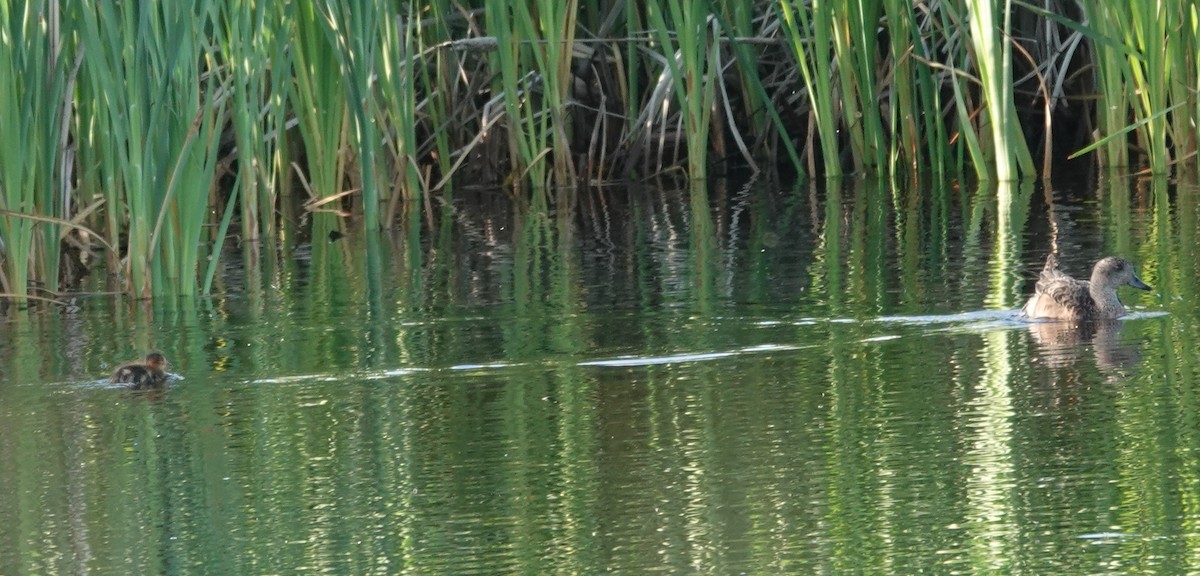 American Wigeon - ML621877282