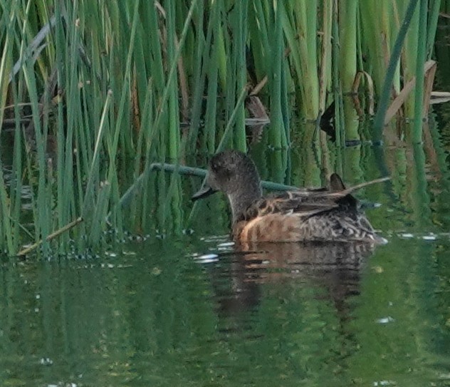 American Wigeon - ML621877288