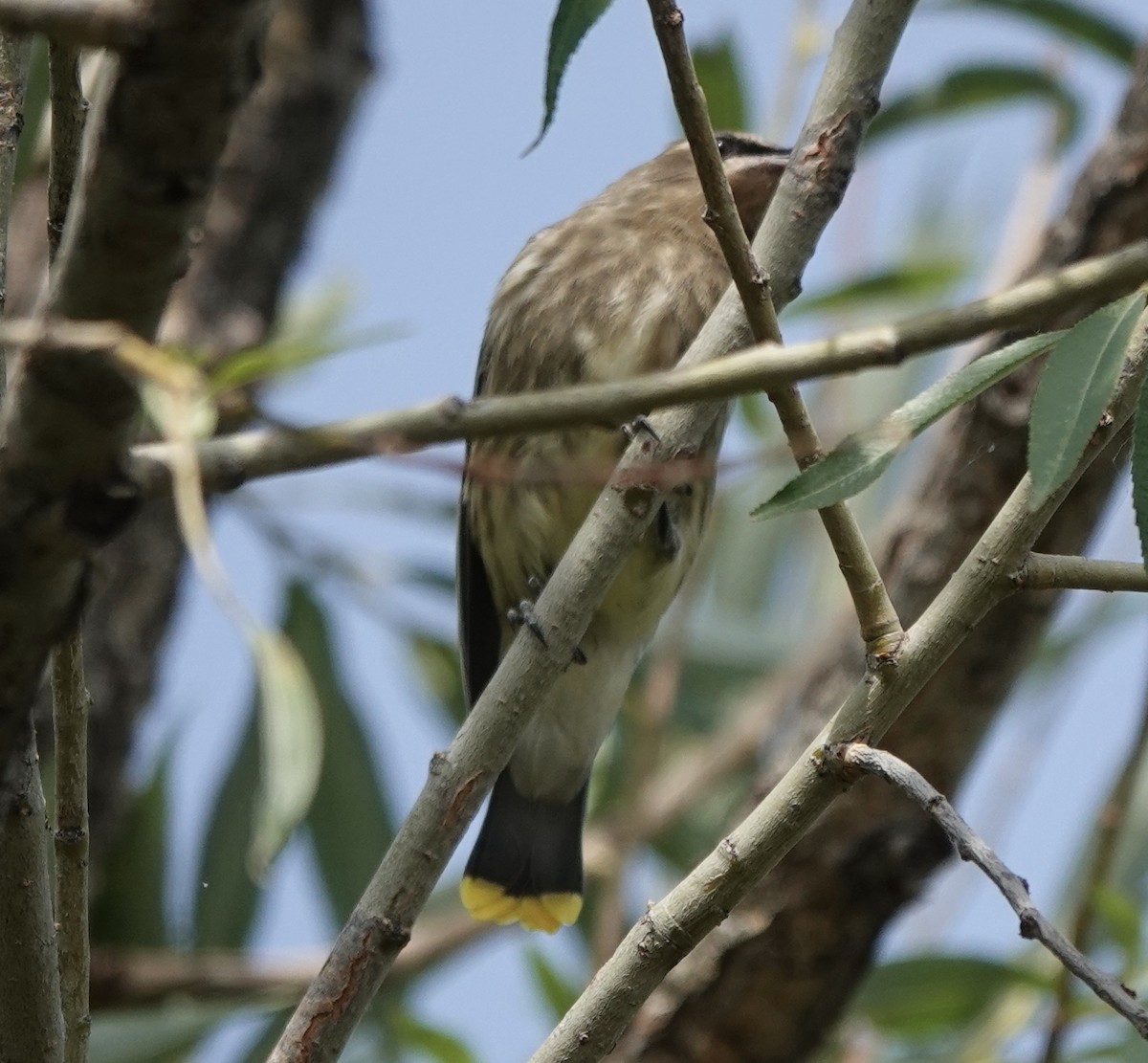 Cedar Waxwing - ML621877314