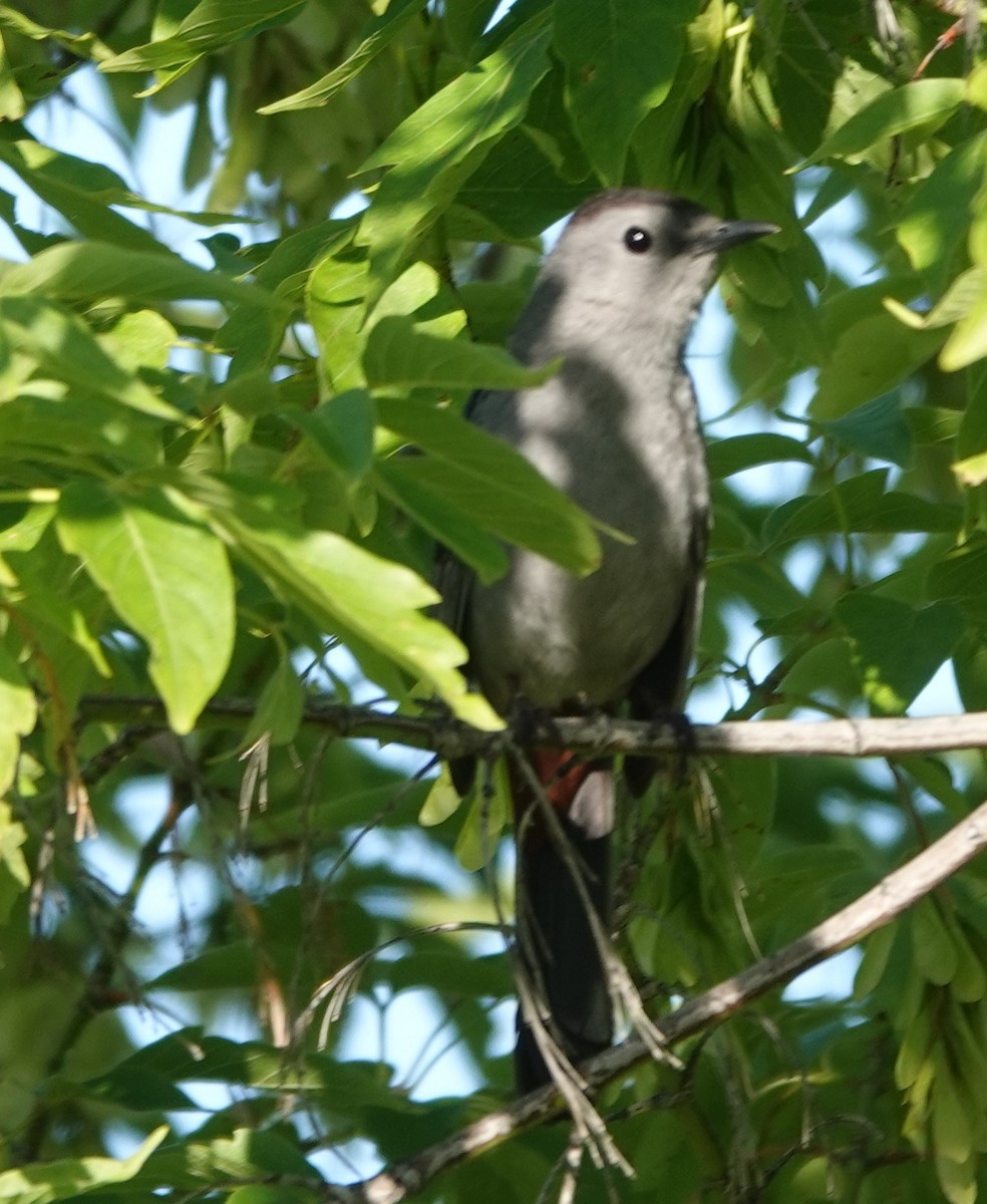 Gray Catbird - ML621877337