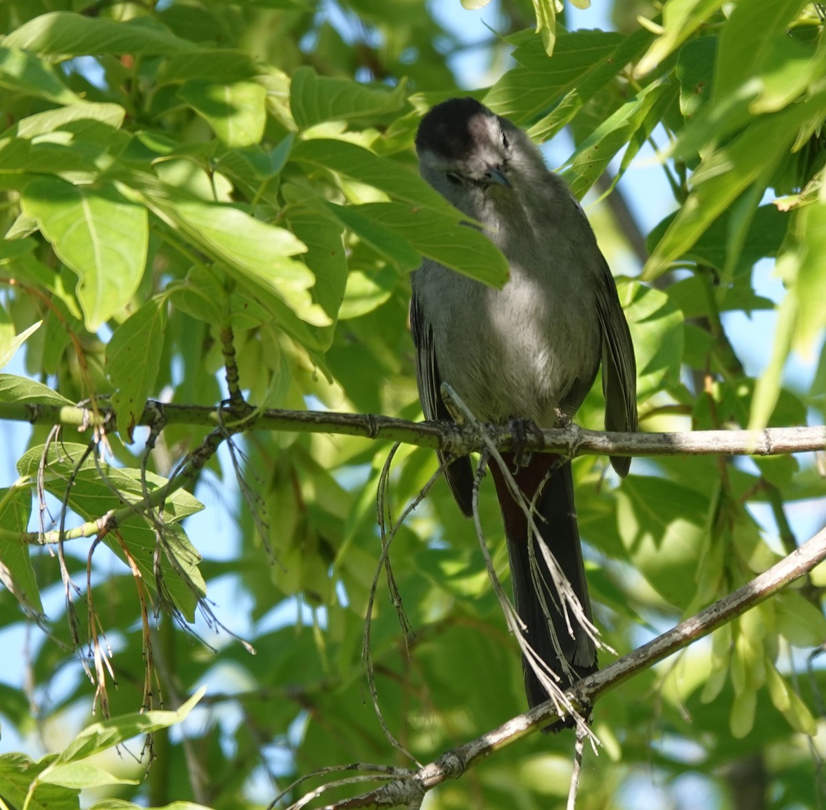 Gray Catbird - ML621877341