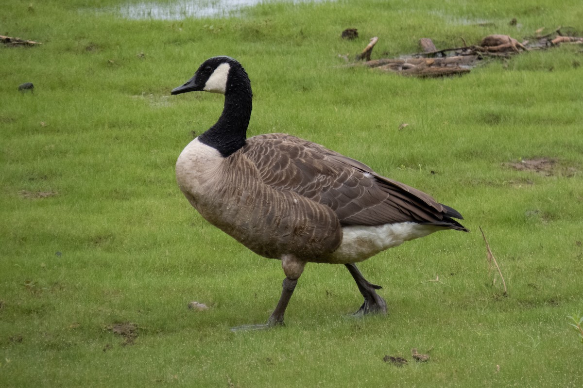 Canada Goose - ML621877344