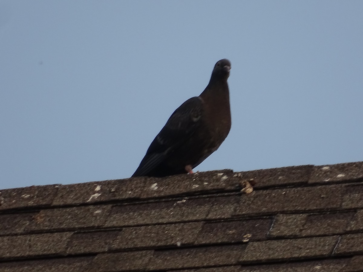 Rock Pigeon (Feral Pigeon) - ML621877345