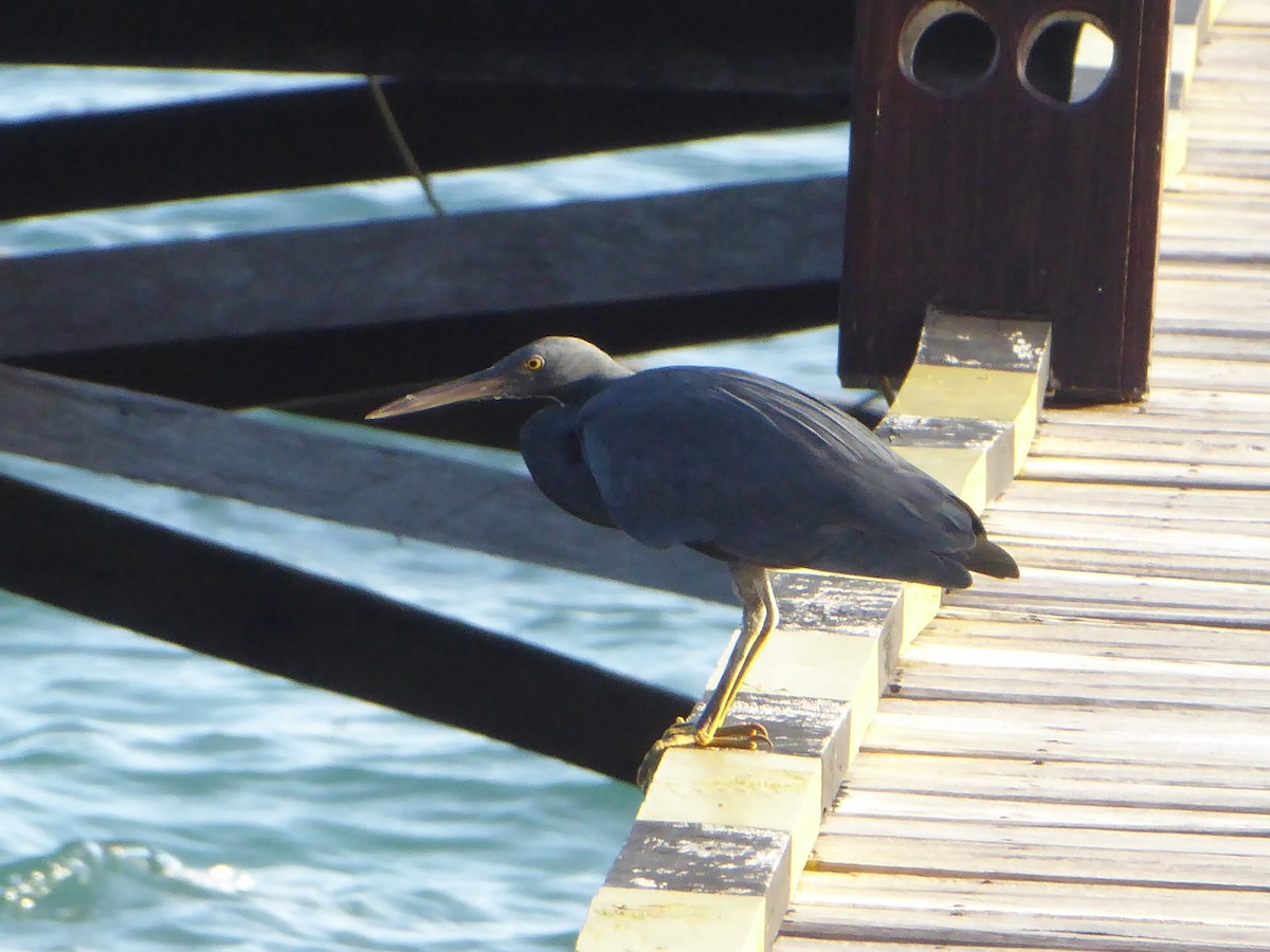 Pacific Reef-Heron - ML621877361