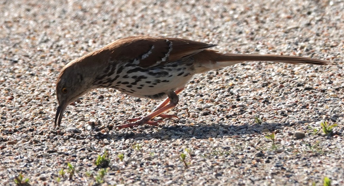 Brown Thrasher - ML621877362