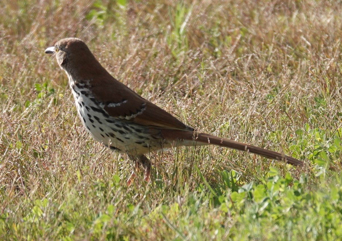 Brown Thrasher - ML621877364