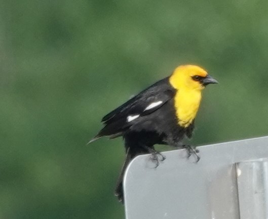 Yellow-headed Blackbird - franci Holtslander