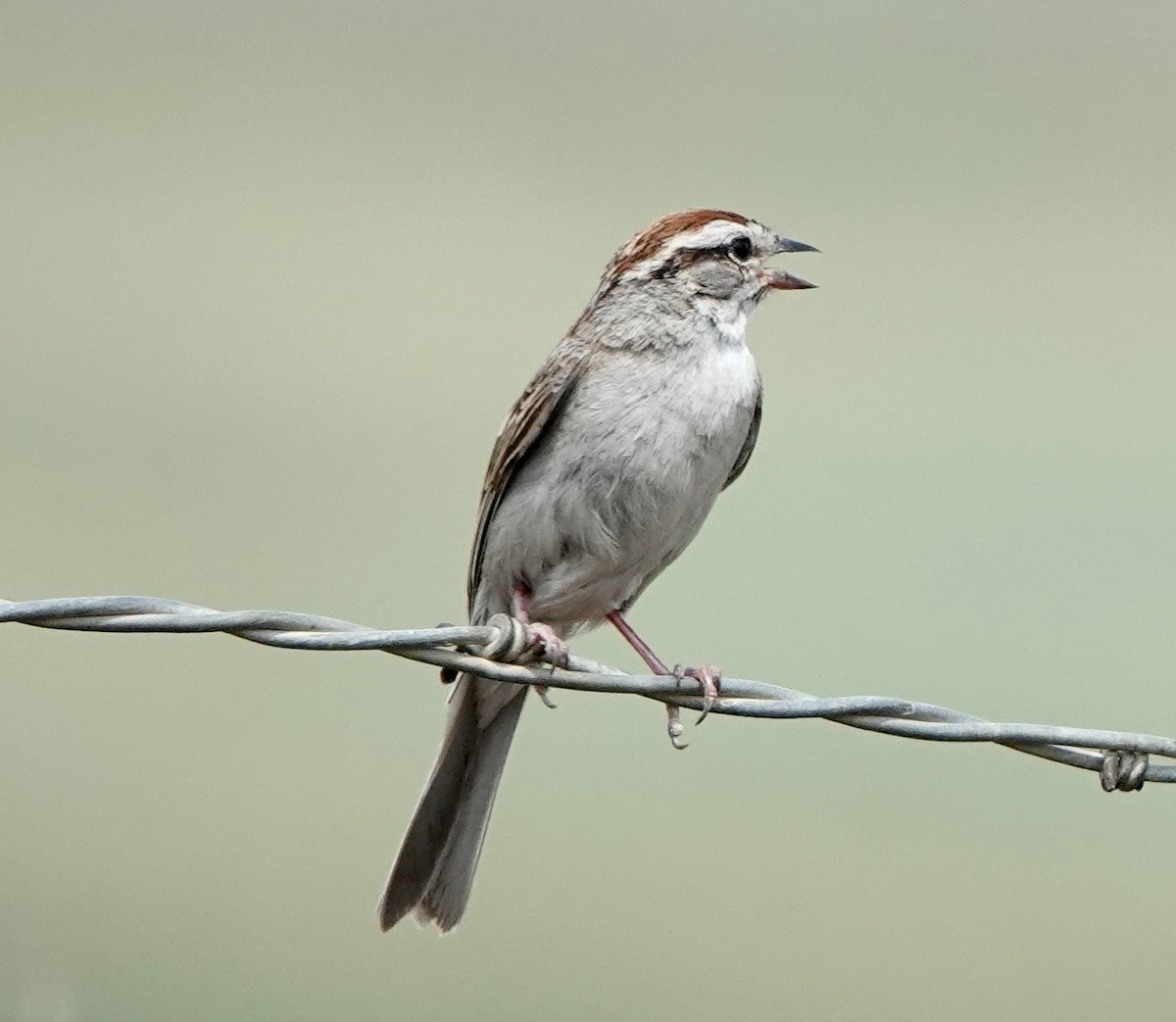 Chipping Sparrow - ML621877392