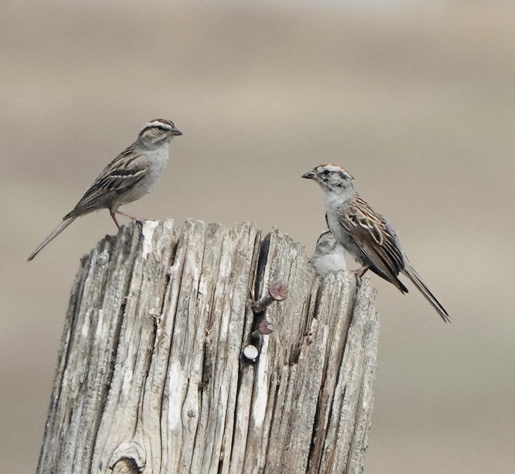 Chipping Sparrow - ML621877404