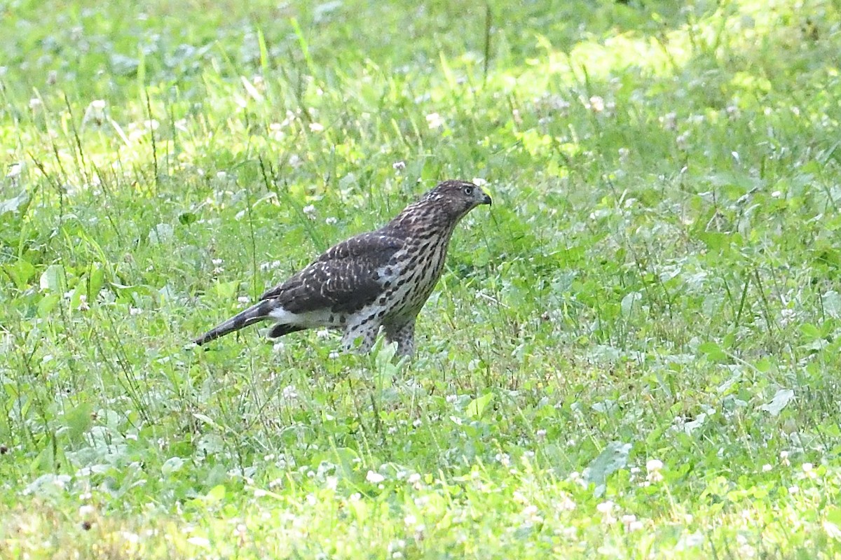 Cooper's Hawk - ML621877428