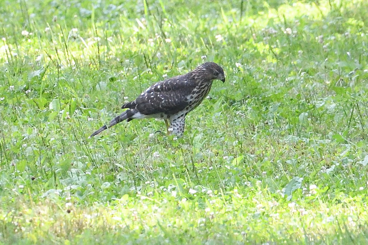 Cooper's Hawk - ML621877429