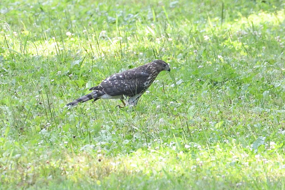 Cooper's Hawk - Barry Blust