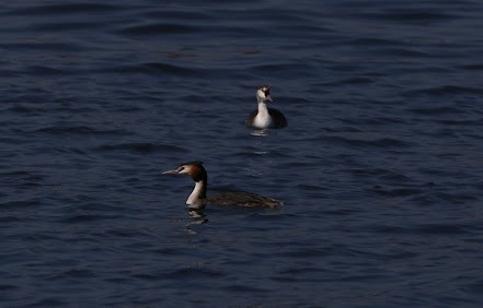 Great Crested Grebe - ML621877459