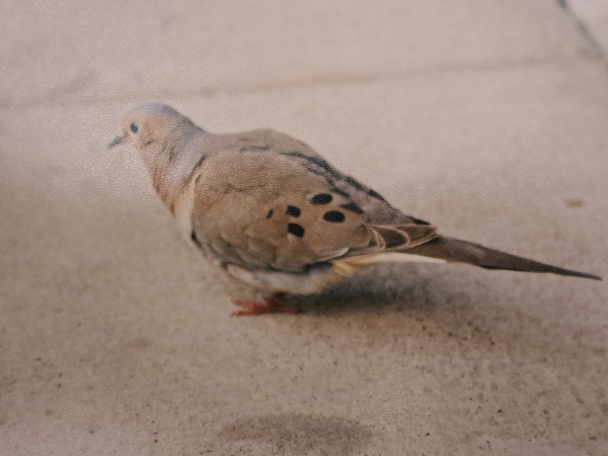 Mourning Dove - ML621877461