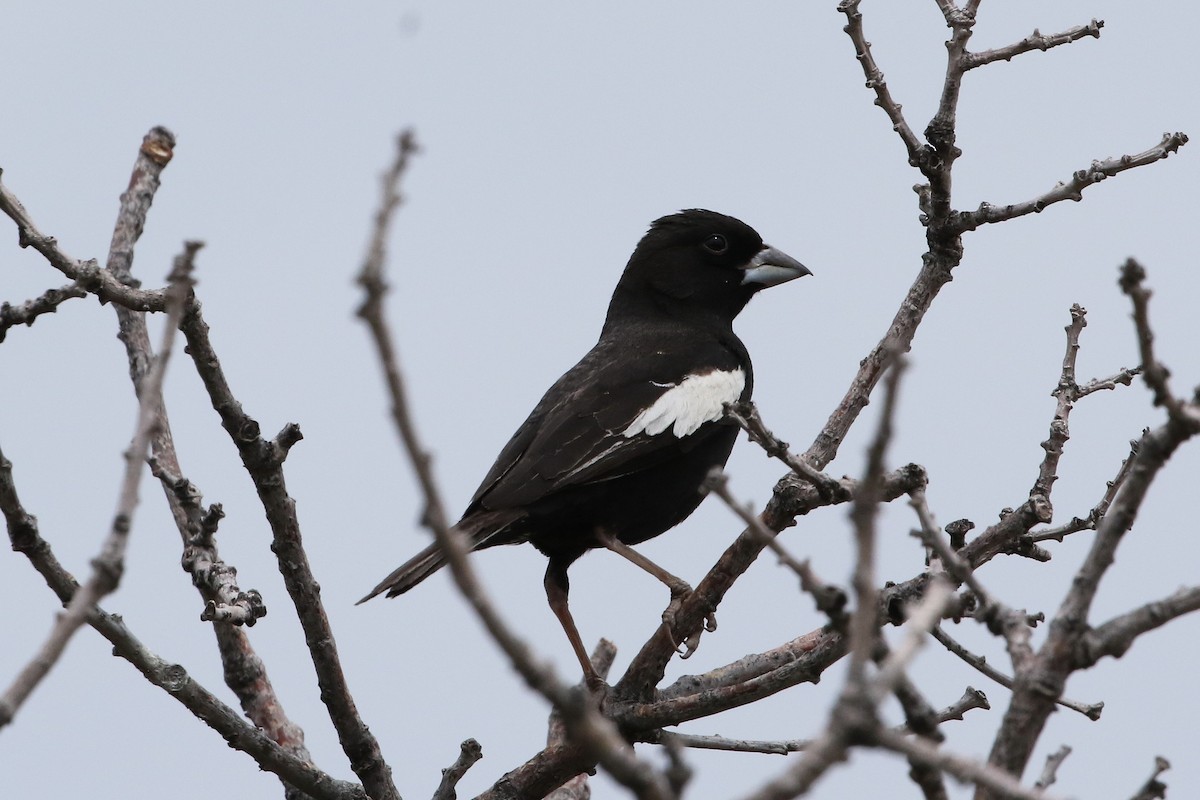 Lark Bunting - ML621877484