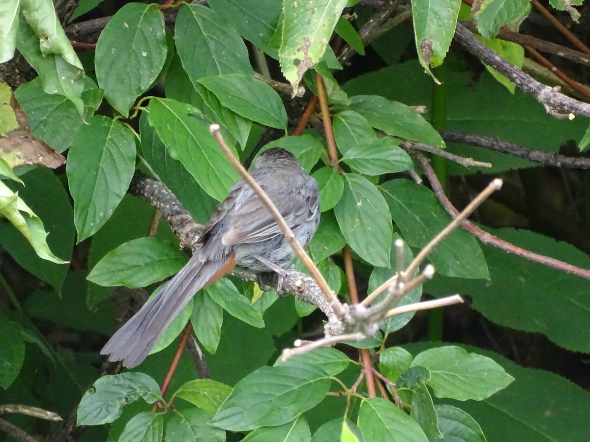 Gray Catbird - ML621877485