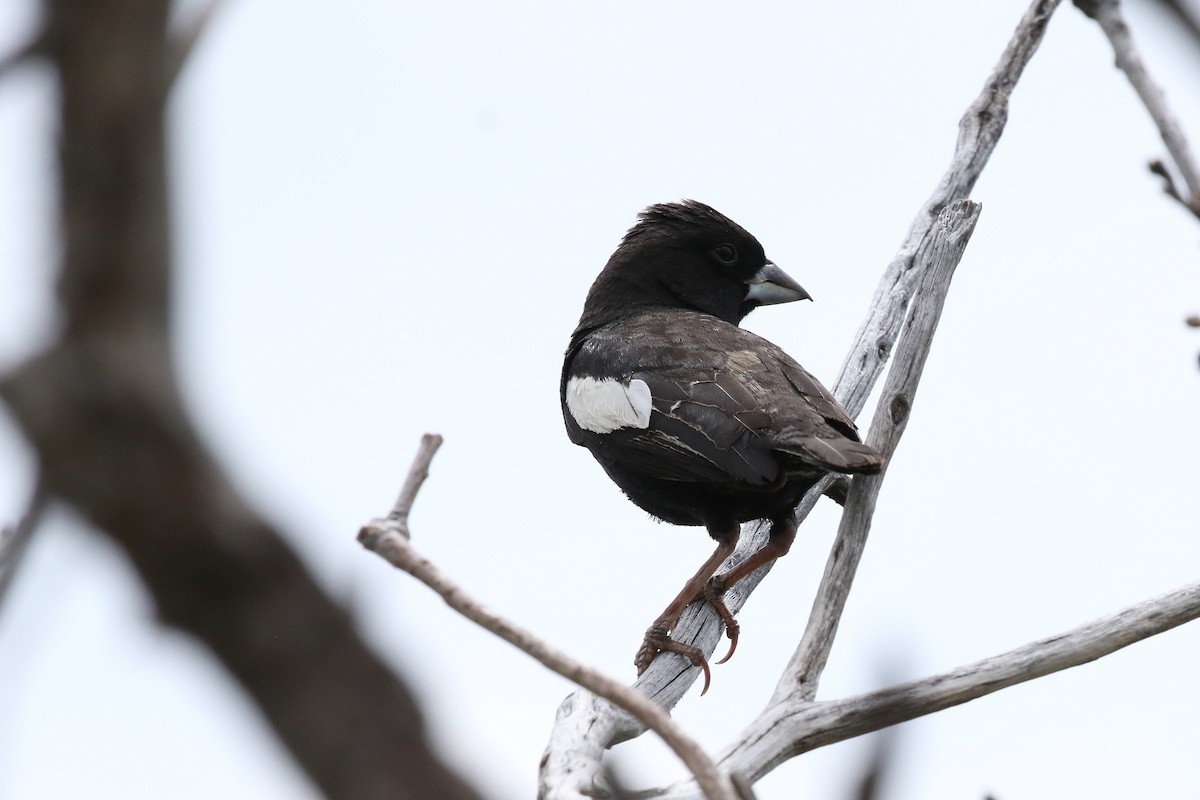 Lark Bunting - ML621877486