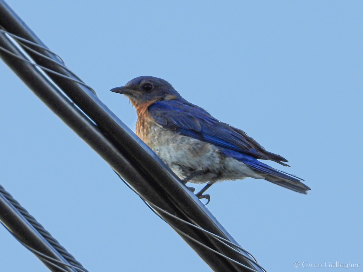 Eastern Bluebird - Gwen Gallagher