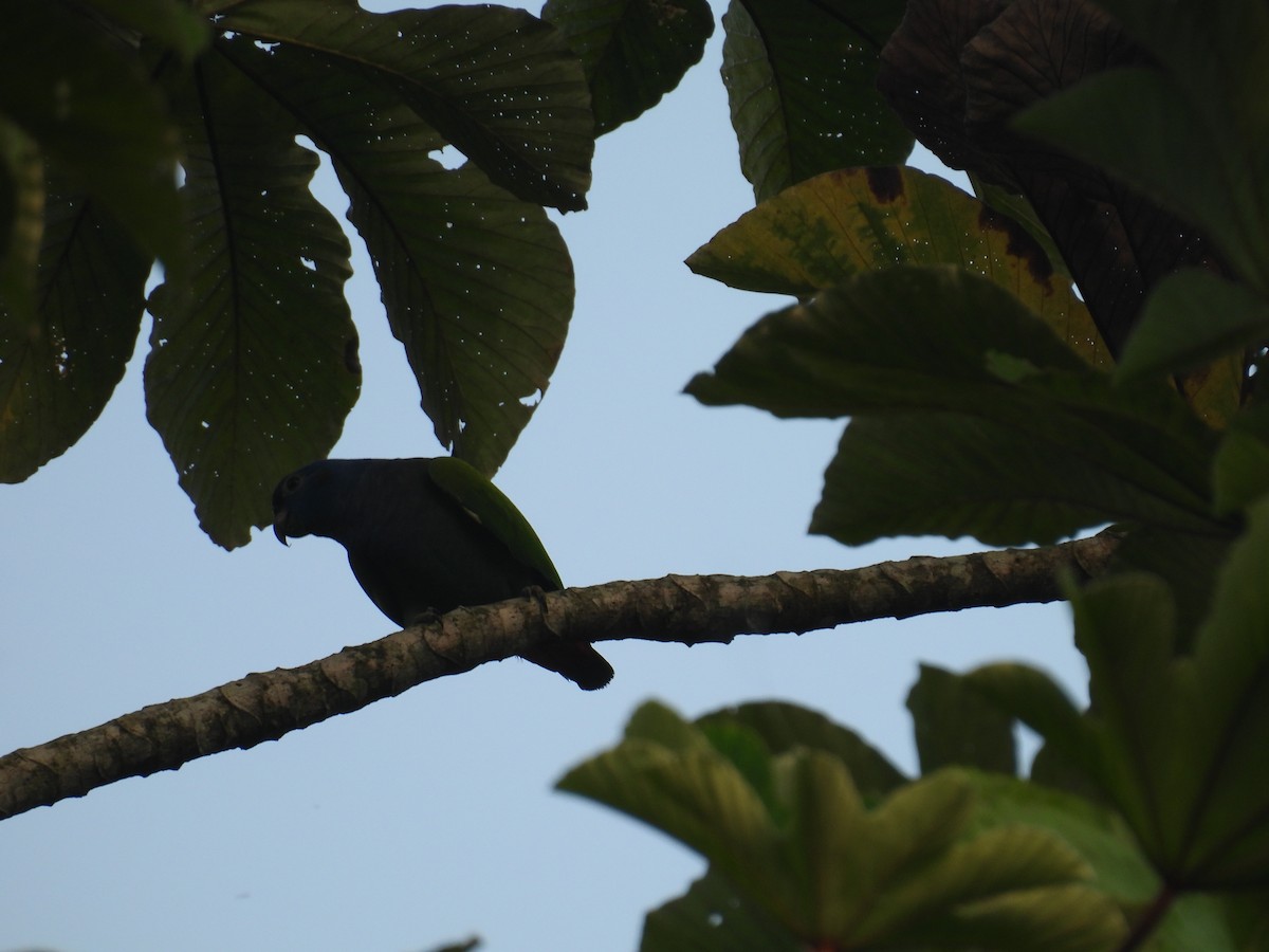 Blue-headed Parrot - Pablo Martin avidad