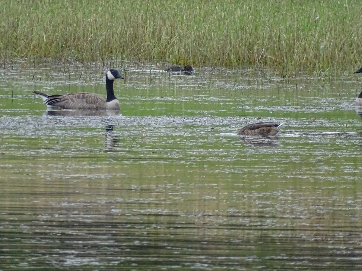 Green-winged Teal - ML621877598