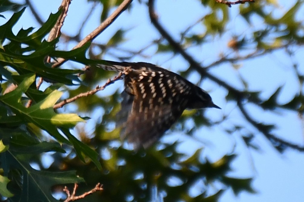 Downy Woodpecker - Carmen Ricer