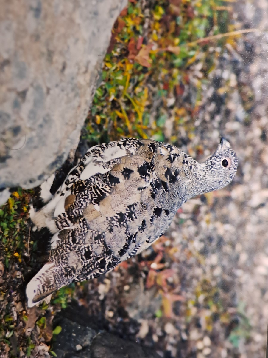 White-tailed Ptarmigan - ML621877670