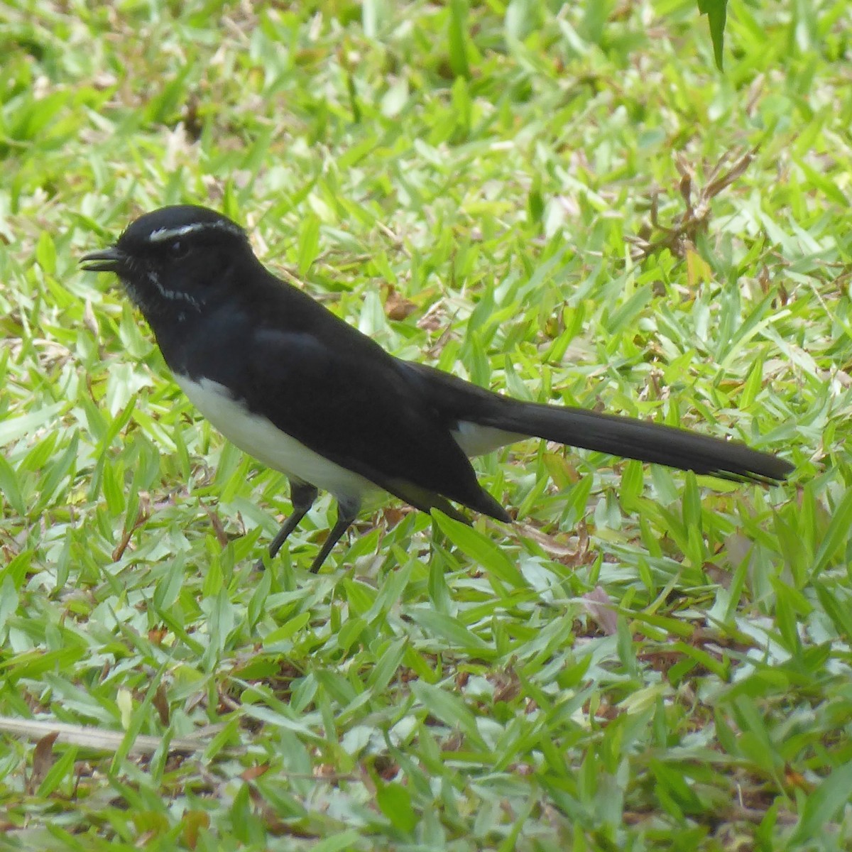 Willie-wagtail - ML621877671