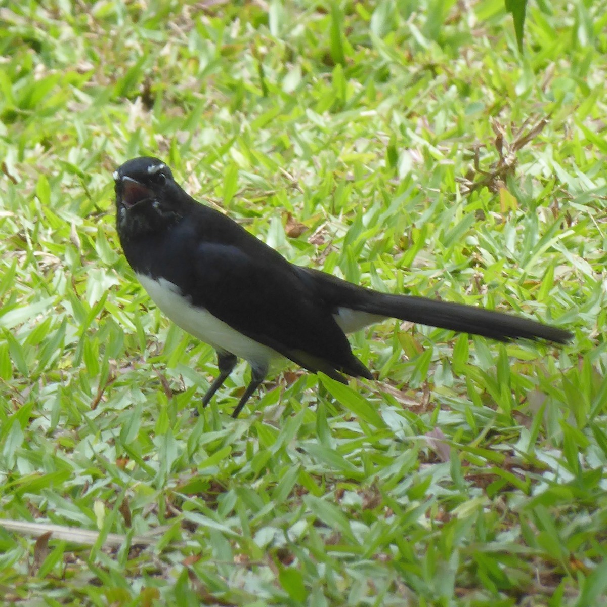 Willie-wagtail - ML621877672