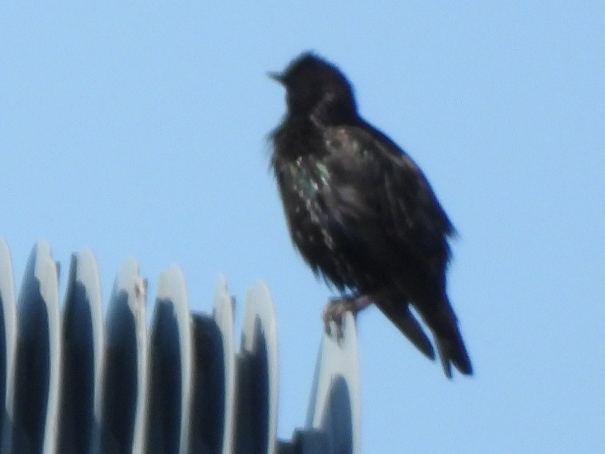 European Starling - ML621877686