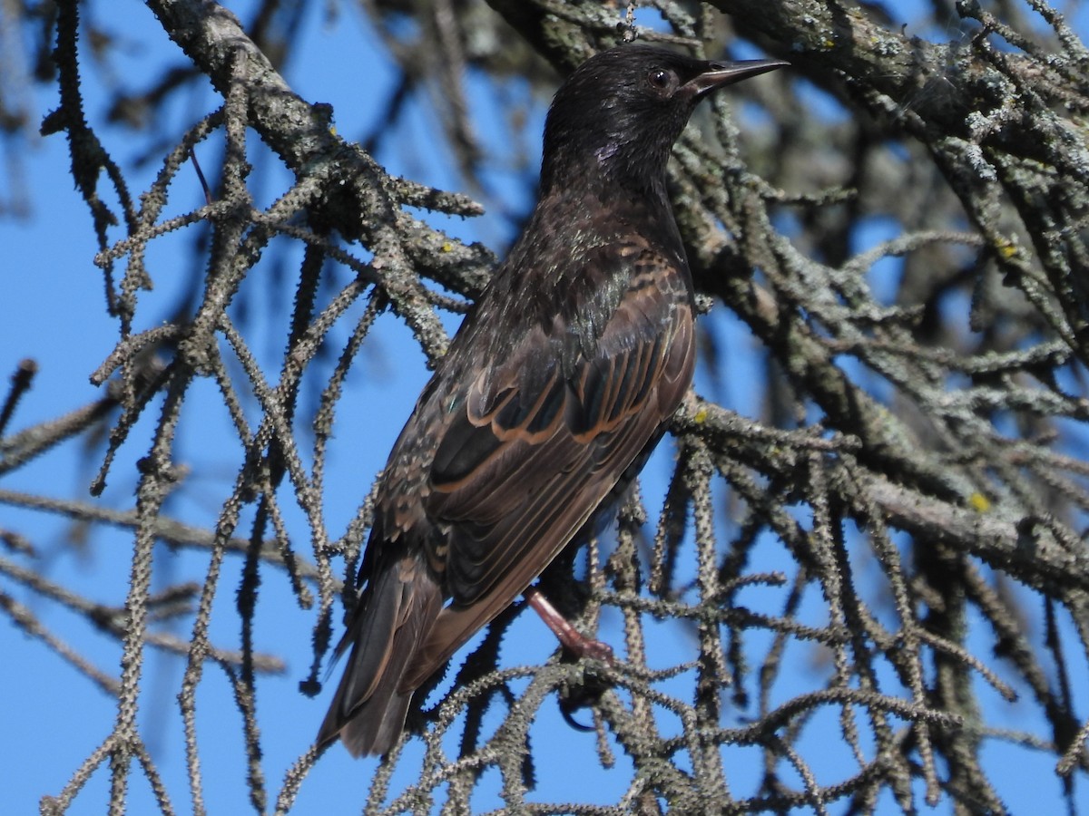 European Starling - ML621877688