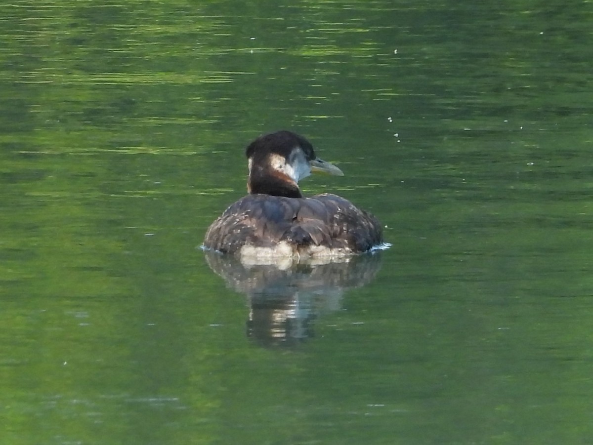 赤頸鸊鷉 - ML621877710