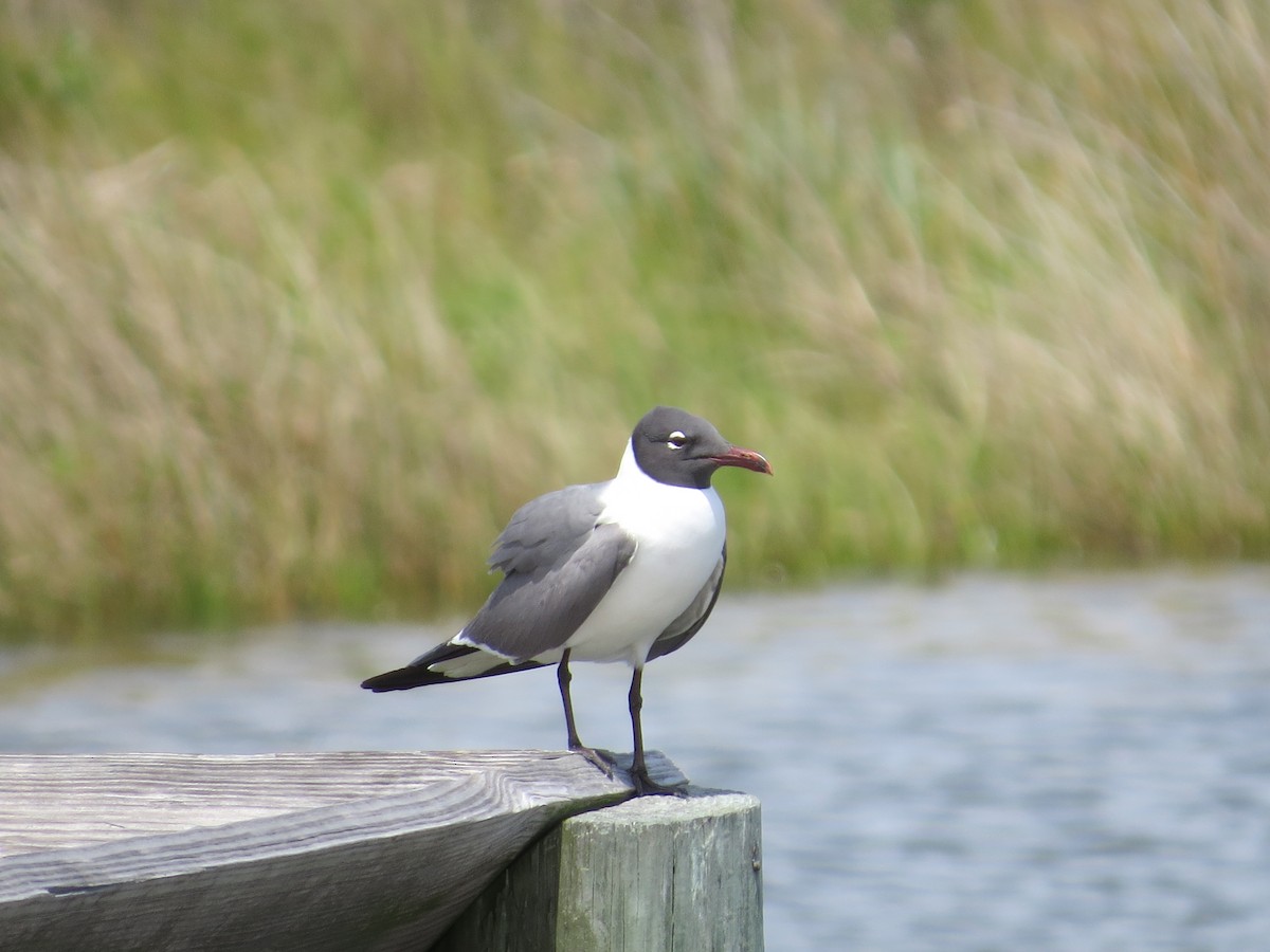 Laughing Gull - ML621877741