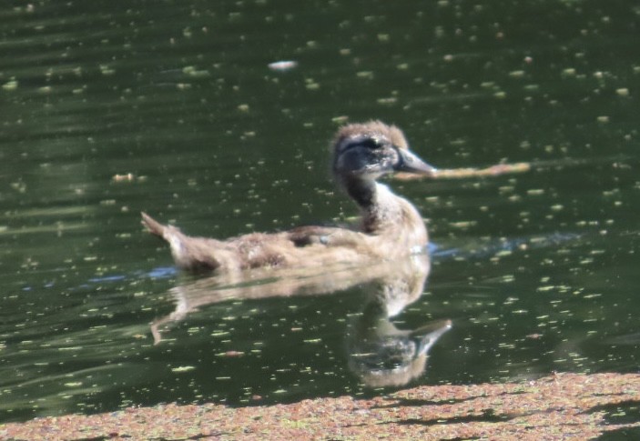 Wood Duck - Jim Rowoth